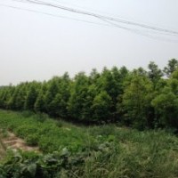 2.5-4公分水杉
