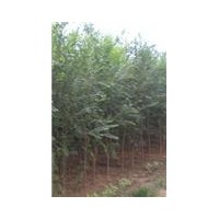 買榆樹(shù)哪里去？翱鄭苗木最滿意，最新榆樹(shù)價(jià)格，榆樹(shù)多少錢一顆？