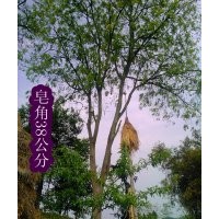 供皂角