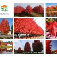 青島風和日麗--紅點紅楓