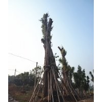 瀘州興隆園林公司提供黃葛樹(shù)大樹(shù)，瀘州大黃葛樹(shù)
