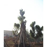 黃葛樹大樹種植基地