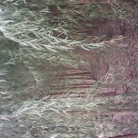 河北宏遠苗木基地?zé)徜N，法桐1--25公分香花槐1--12公分國槐1--30