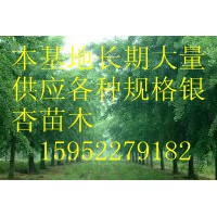綠化苗木本基地長期大量供應各種規(guī)格銀杏苗實生樹嫁接樹,量大從