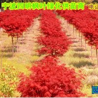 常年供應:紅楓/櫻花/桂花/茶花/茶梅/五針松