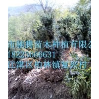 曼地亞紅豆杉大 樹