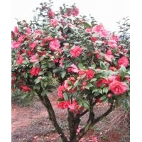 茶花！優(yōu)質(zhì)嫁接砧木茶花！10年生苗！