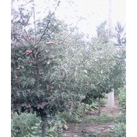 山楂樹