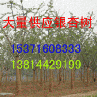 哪里有銀杏樹，銀杏之鄉(xiāng)在哪里，哪里的銀杏樹