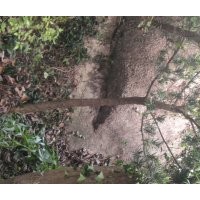 安慶龍山名樹園出售羅漢松