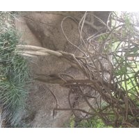 安慶龍山名樹園出售紫藤