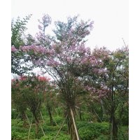 瀘州興隆園林公司長期供應四川紫薇，瀘州紫薇