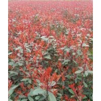 低價出售紅葉時楠50萬株、千竺桂10萬株、紫薇8萬株