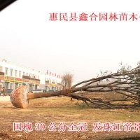 專供北京造畝造林工程白蠟、國槐、榆樹、柳樹