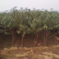綠化苗木