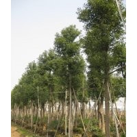 湖南香樟樹，殺頭香樟，切桿香樟，截桿香樟，骨架香樟，移栽香樟