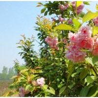 供應(yīng)櫻花、紅櫻、櫻花小苗 、櫻桃苗