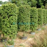 福建垂葉榕2米高便宜處理