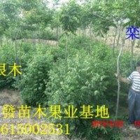 山東欒樹幼苗