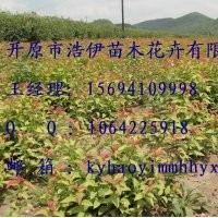 金葉復葉槭，紫葉稠李。密枝紅葉