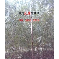 河北速生柳供應(yīng)|求購(gòu)速生柳|優(yōu)質(zhì)速生柳批發(fā)