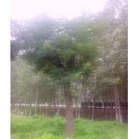 供應(yīng)國(guó)槐樹-國(guó)槐種植基地-森源綠化苗木基地