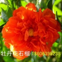 牡丹花石榴，花石榴，果石榴