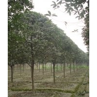 大量供應(yīng)桂花 四川桂花價(jià)格 四川八月桂苗木 八月桂工程苗木 成都