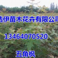優(yōu)質(zhì)五角楓小苗，金葉復(fù)葉槭，紫葉稠李，紅葉李，山桃稠李