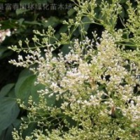 暴馬丁香樹