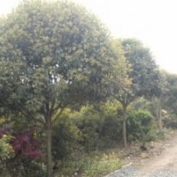 桂花樹