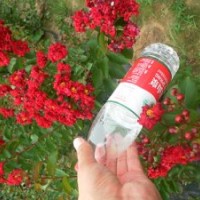 紅火箭紫薇、紅火球紫薇價格