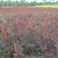 供應(yīng)國(guó)槐、法桐、白皮松、油松、龍槐爪、雪松、紅葉李等