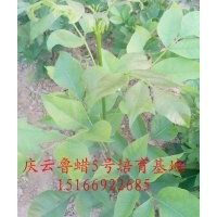魯蠟5號半成品山東大型魯蠟5號基地