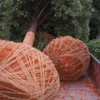 供應15公分移栽桂花樹