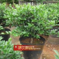 茶梅出售