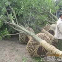 河南南陽(yáng)香樟樹(shù)繁育基地