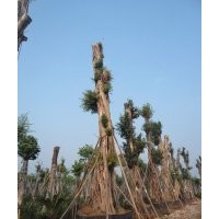 供應(yīng)Ф121cm四川黃葛樹大樹，瀘州大黃葛樹