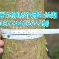 湖南竹柳