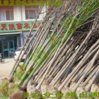 速生白蠟，速生國槐，白蠟，榆樹等