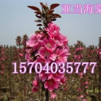 光輝海棠、紫葉海棠、亞當海棠