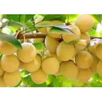供2-80公分銀杏樹(shù)