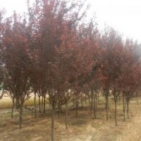 大量供應(yīng)紫葉李，金葉女貞，紅葉小檗，龍柏，薔薇，連翹等苗木
