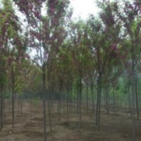 題 供應(yīng)6-8公2-8公分香花槐，嫁接香花槐，保定香花槐