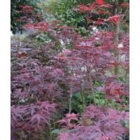 長(zhǎng)期供應(yīng) 多角紅楓日本三季紅