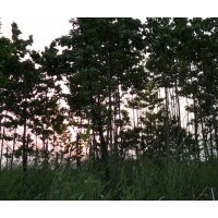 江西喜樹