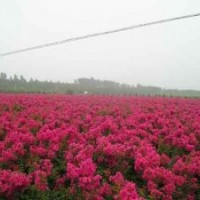紫薇，紅花紫薇，