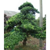 供應(yīng)：湖南本地羅漢松,羅漢松小苗,造型羅漢松