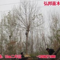 供應國白蠟等苗木