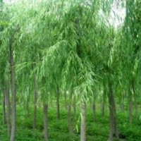 山東速生白蠟基地 山西柳樹(shù) 江蘇榆樹(shù)